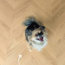 f701-floorify-hongaarse-punt