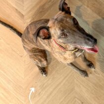 floorify-hongaarse-punt-f718-conchita