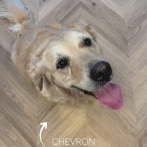 f717-odette-floorify-hongaarse-punt-click-pvc